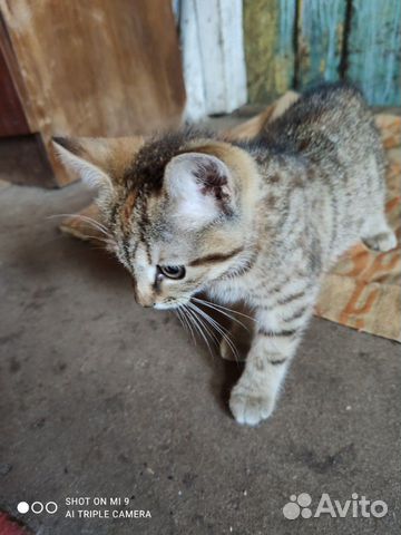 Котята