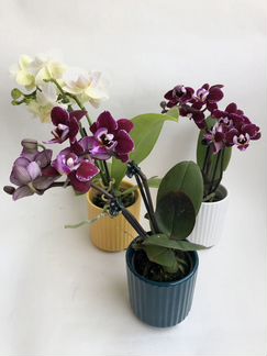 Орхидея фаленопсис мини
