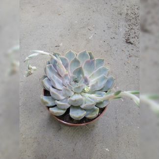 Эхеверия Парва