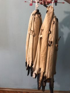 Шкурки норки речные