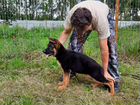 Продаются породистые щенки немецкой овчарки объявление продам