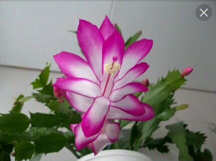 Декабрист (шлюмбергера сортовая) Dark Eva