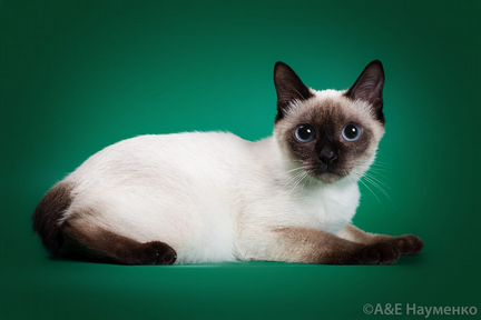 Котята той боб