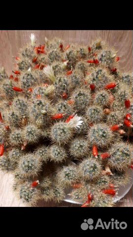 Маммиллярия М.prolifera