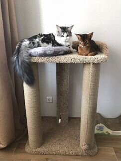 Когтеточка, домик для кошки