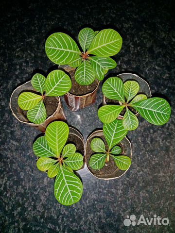 Молочай беложилковый или беложильчатый