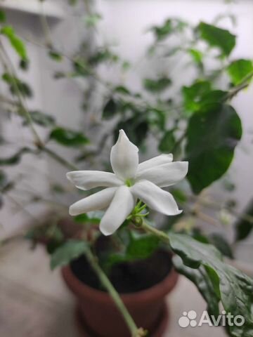 Жасмин Самбак, Гардения