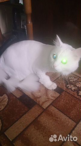 Стрижка котов и кошек с выездом на дом все районы