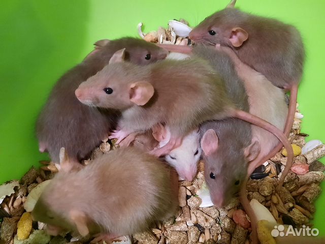 Крысы. Крысята (светлый шоколад, темные) Дамбо