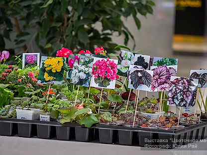Выставка продажа комнатных и садовых растений