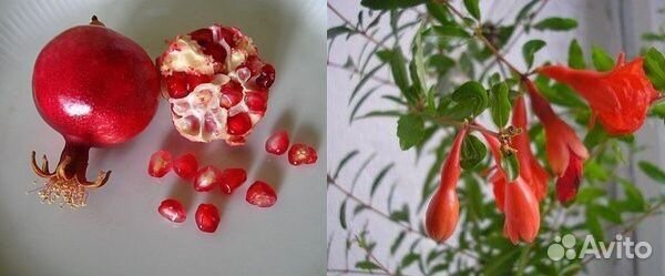 Гранат карликовый Карфаген комнатный