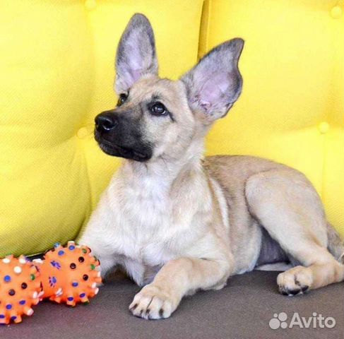 Щенки и собаки, помогу найти любимца