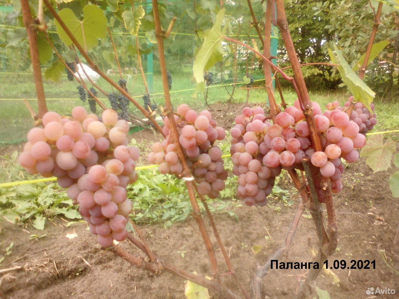 Виноград милана