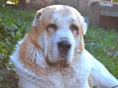 авито животные рязань и рязанская. собака марта рязань. авито животные рязань и рязанская. йорк 2 года. белый котенок даром.