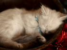 Невские маскарадные котята с документами объявление продам