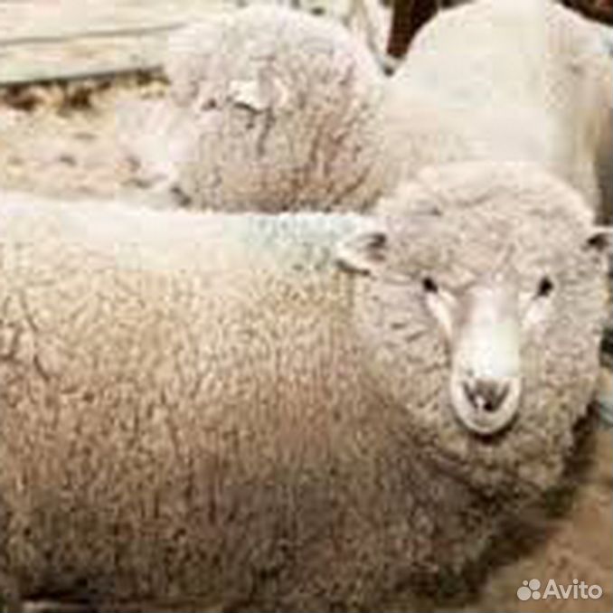Ваша шерсть. Грубая шерсть овец. Кормление Баранов производителей.