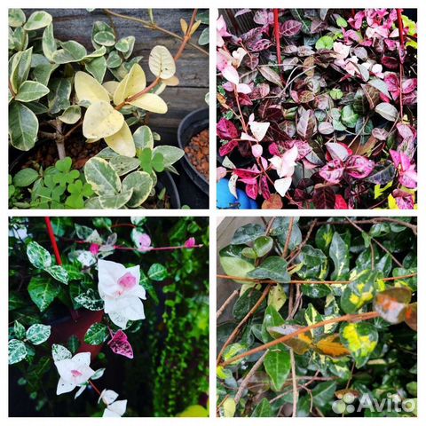 Трахелоспермумы:азиатск,трик,жасмин.,ринкоспермум