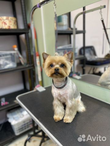 Стрижка собак