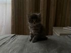 Котенок мейн-кун объявление продам