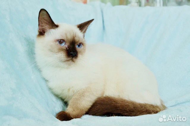 Мальвина - голубоглазка ищет свою семью