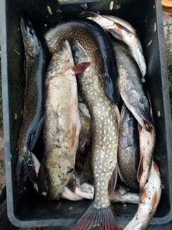 Свежая рыба