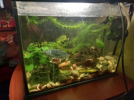 Аквариум 20 литров