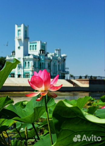 Тур Лотосы Астрахань 2- 5 августа