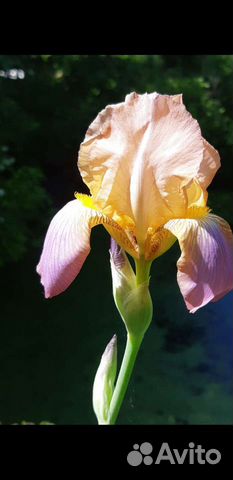 Ирисы бородатые сортовые