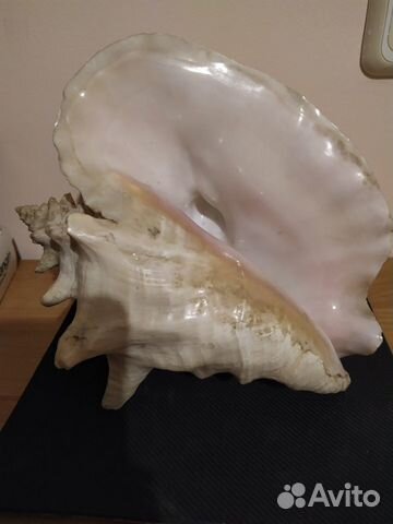 Большая раковина