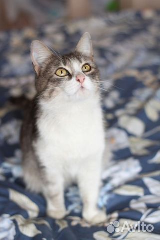 Кошки в добрые руки