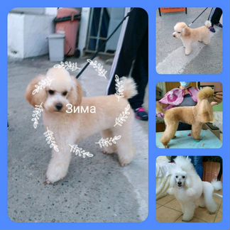 Стрижка собак и кошек в Сочи