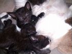 Котята в добрые руки бесплатно черные с голубыми г объявление продам