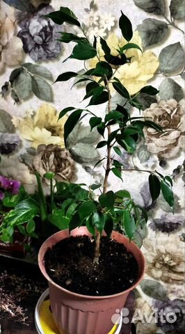 Фикус бенджамина