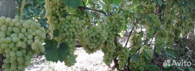 Саженцы винограда