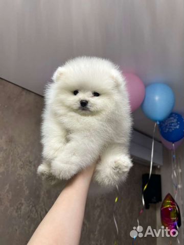 Померанский шпиц щенки