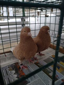 Голуби ижевские и пермские