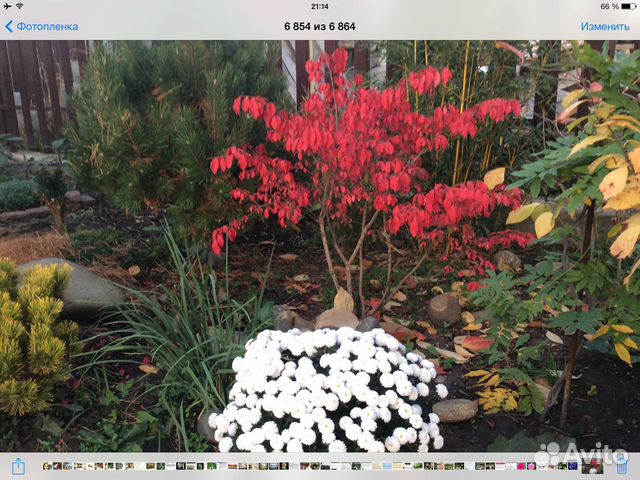 Декоративные кустарники и бамбук