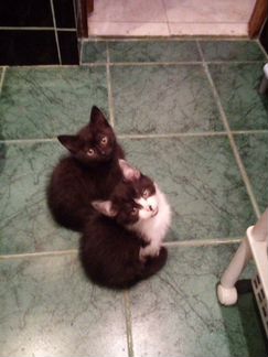 Чисто черная гладкошерстная котенок-малышка