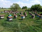 Продам пчелосемьи на высадку, сушь корпусная объявление продам