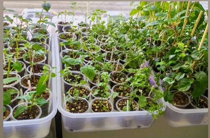 Ящик поддон для рассады и растений