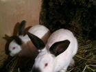 Калифорнийские кролики 5ти месячные объявление продам