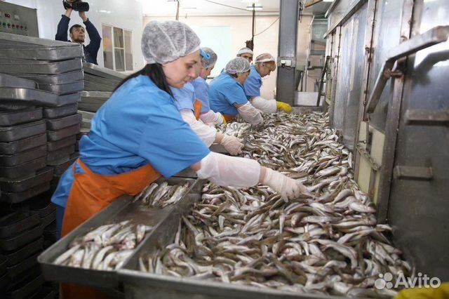 Упаковщики на рыбный цех
