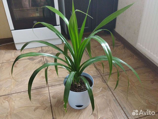 Пальма панданус