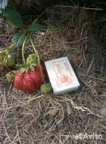 Саженцы клубники 