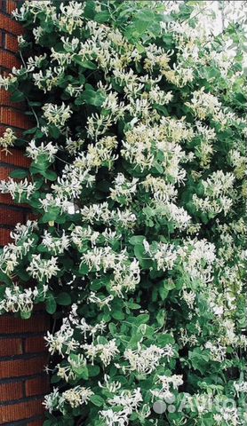 Жимолость каприфоль