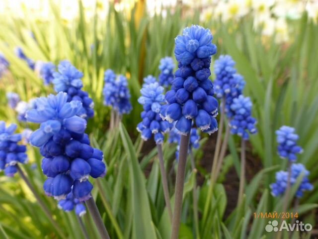 Цветы для сада - Мускари