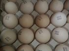 Лучшее инкубационное яйцо из Европы и России объявление продам