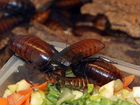 Большие мадагаскарские тараканы коричневые