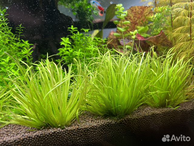 Аквариумные растения,прополка, ракушки