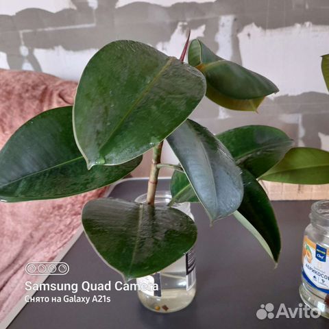 Фикус Робуста (отростки)